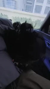 让自己的骚同事先在车里口爆，最后狠狠地内射了